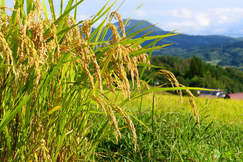 AdobeStock_276535141