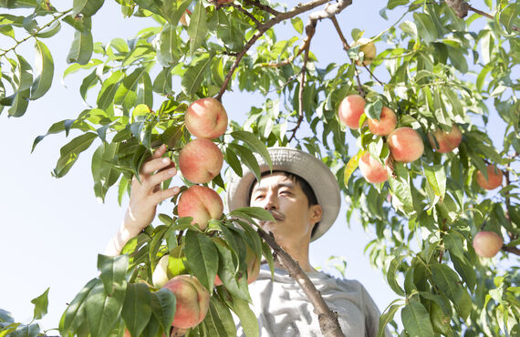 熊本にある会社は農家を対象とした婚活イベントも開催しています